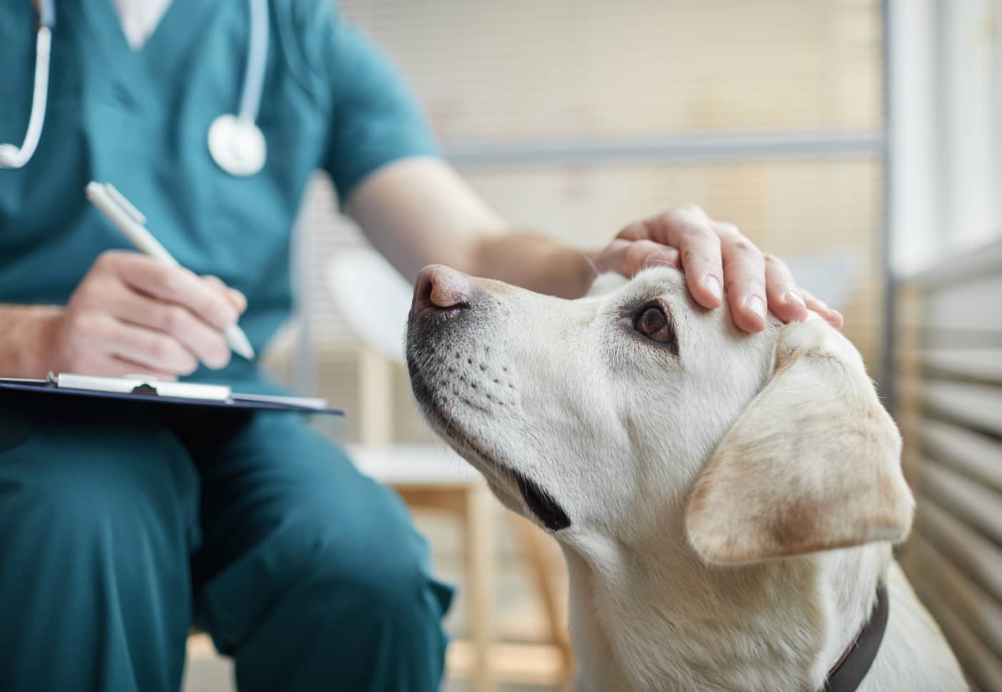 A vet petting a golden retriever