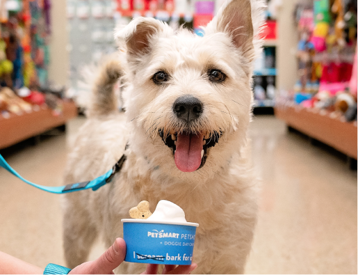 Dog on a leash in a PetSmart store