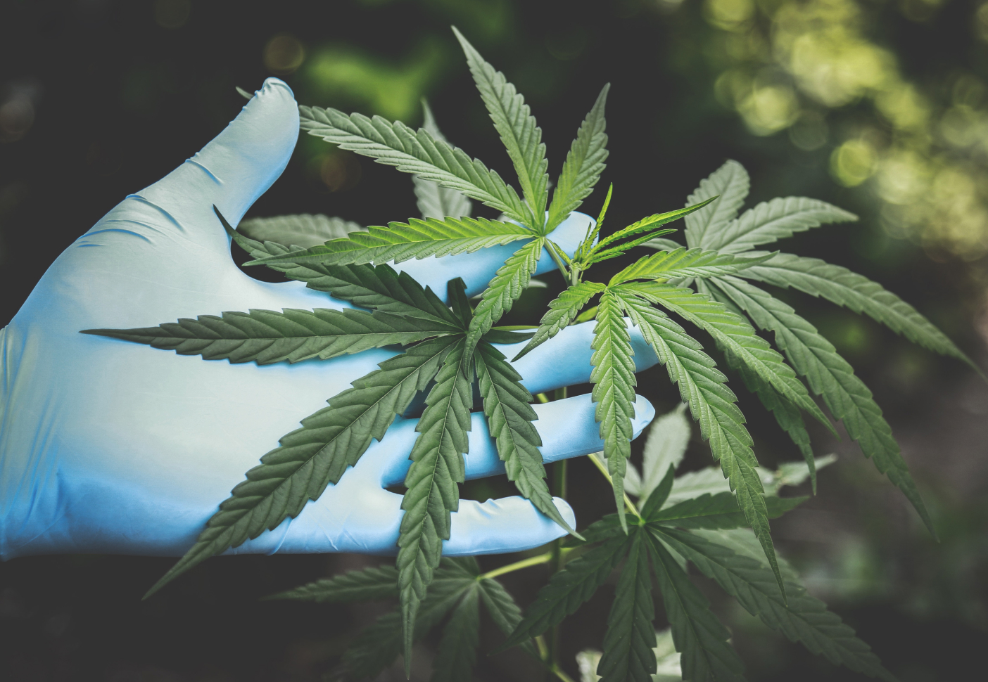 Hand displaying marijuana leaf